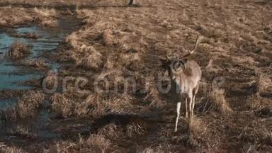秋天，<strong>小鹿</strong>在水边游猎. 棕色<strong>小鹿</strong>接近汽车，手喂动物。